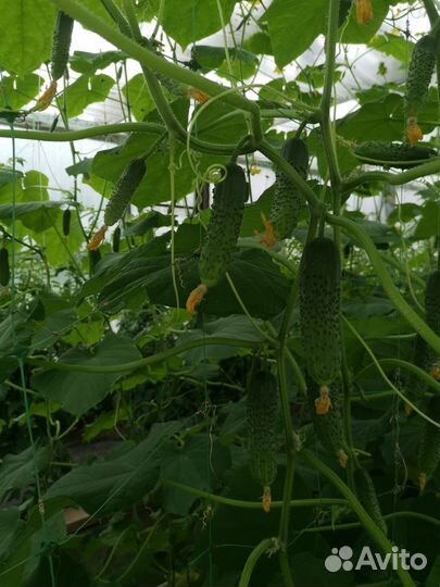 Огурцы свежие домашние
