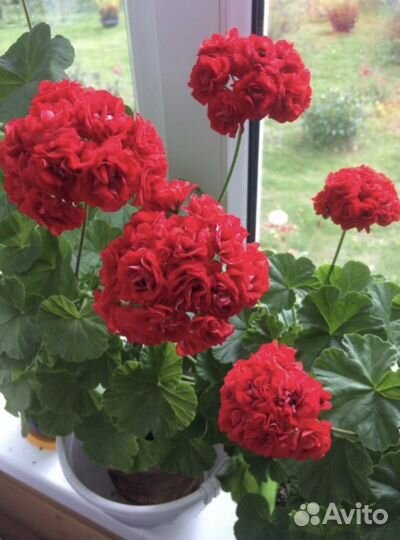 Пеларгония герань сортовая