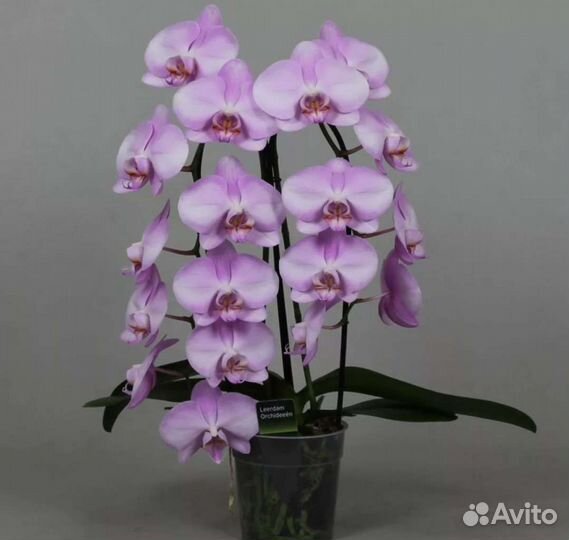 Орхидеи фаленопсис сортовые