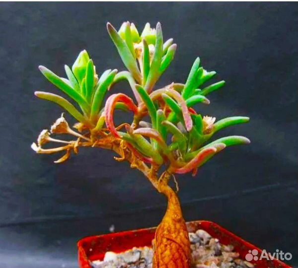 Редкий цветущий суккулент Местоклема