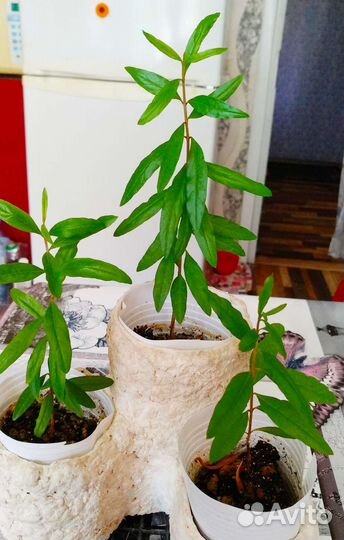Комнатный карликовый гранат. Плодоносящий
