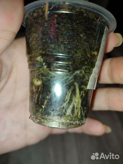 Алоказия Стингрей