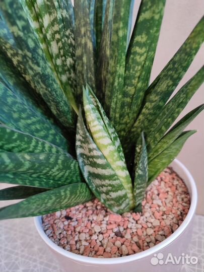 Сансевиерии сортовые редкие