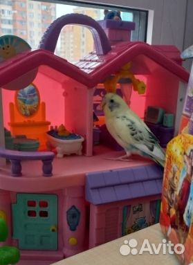 Передержка домашних грызунов/птиц