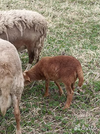 Ягнята баранчики