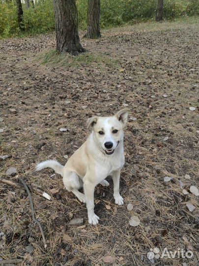 Собака в добрые руки