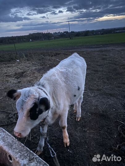 Бычки и телочки