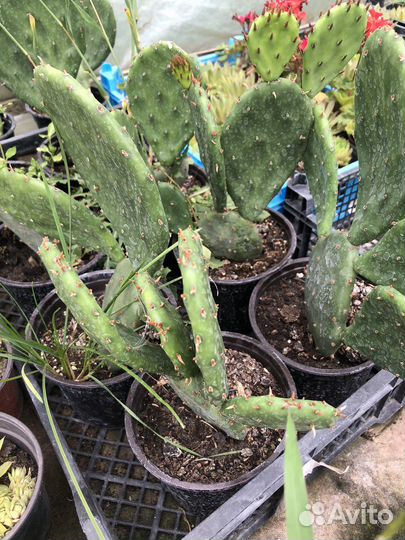 Уличный кактус Опунция