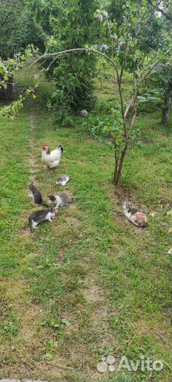 Котята отдам в добрые руки (с моей доплатой)