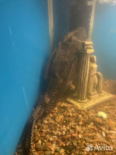 Продам сома