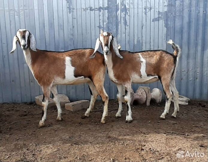 Продам нубийских козочек. Козлики на племя