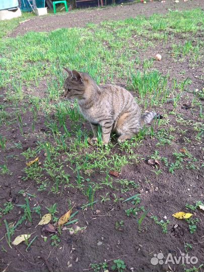 Кошка котёнок