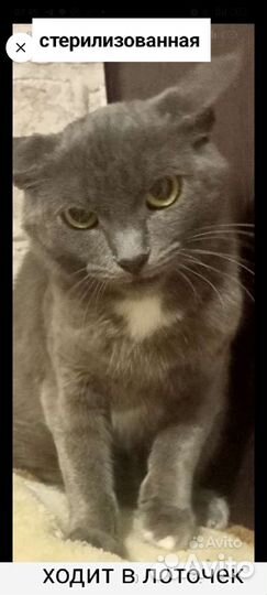 Кошечки и котики стерилизованные