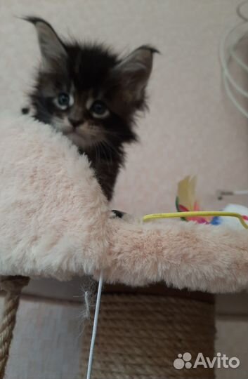 Котята мейн-кун