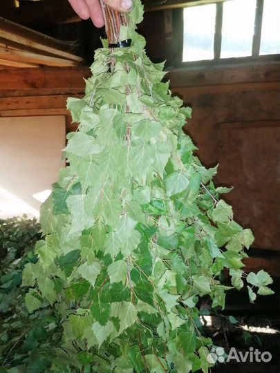 Березавые веники