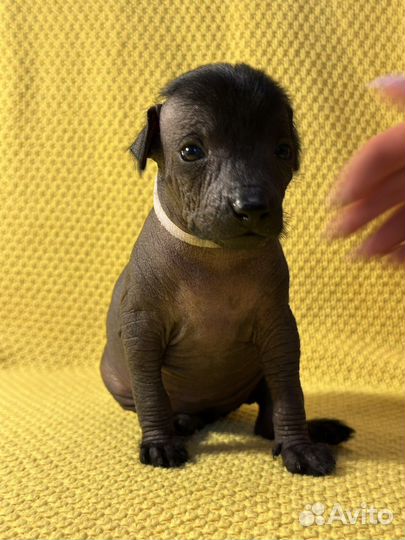 Щенки ксолоитцкуинтли