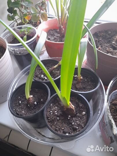 Продам комнатные цветы гиппеаструм