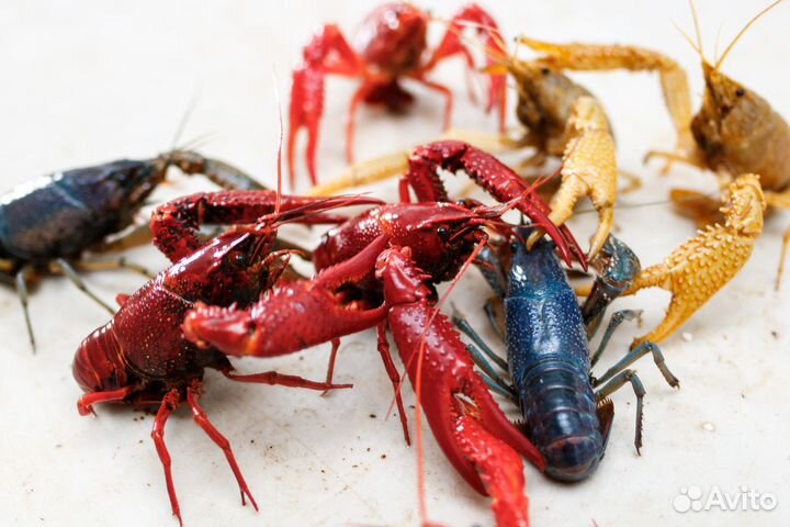 Флоридский рак