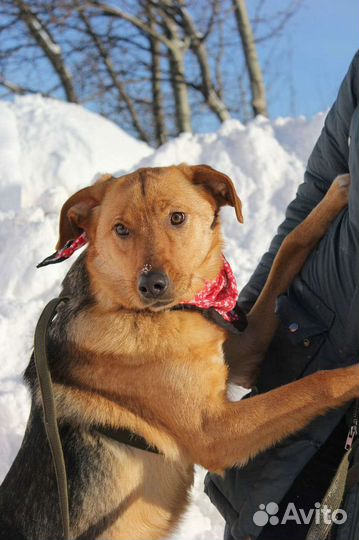 Баффи-чудесная собака для семьи