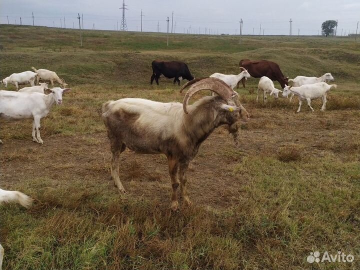 Чп зааненский козел