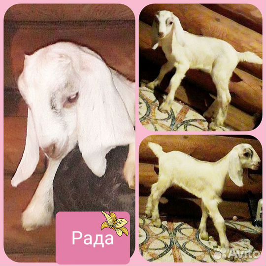 Камори Нубийские козы и козлята