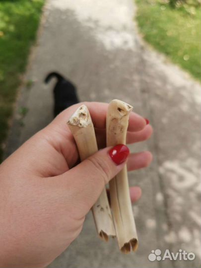 Клыки кабана