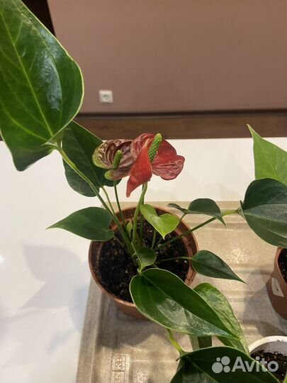 Комнатные цветы антуриум