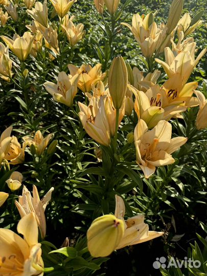 Садовые цветы лилия