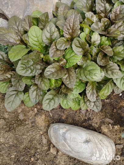 Многолетники