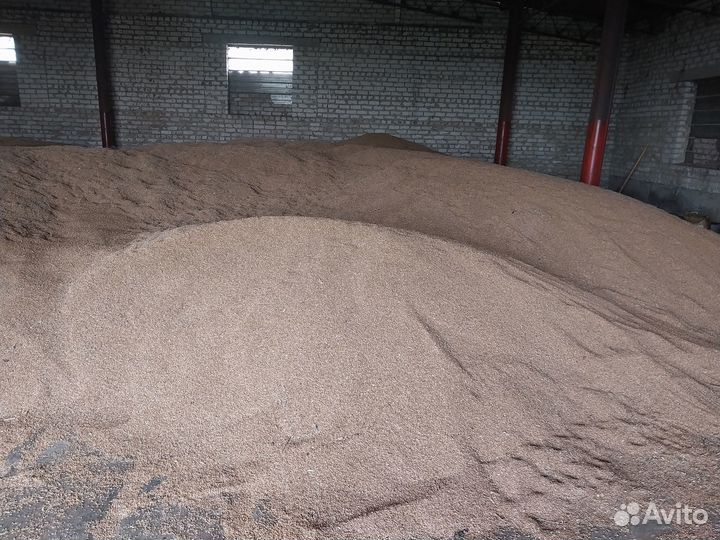 Зерно пшеница