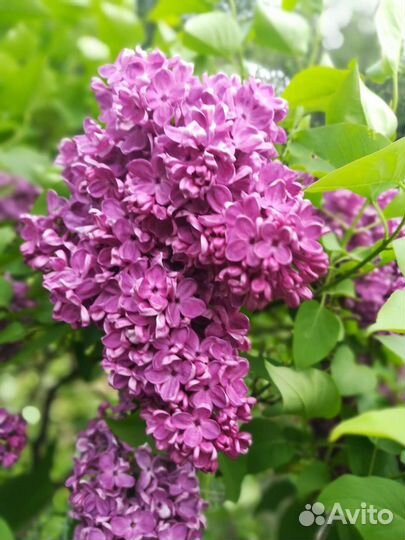 Сирень сортовая