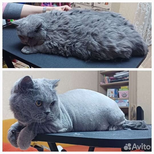 Груминг.Стрижка,вычес кошек и собак. Грумер