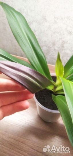 Традесканция рео