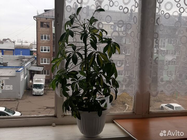 Цветок шефлера