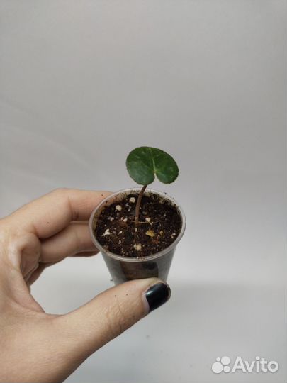 Цикламен персидский