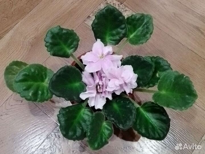 Комнатные растения цветы