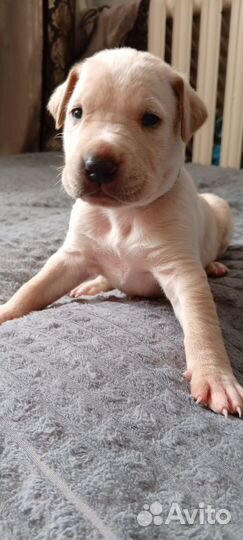 Щенки питбуля