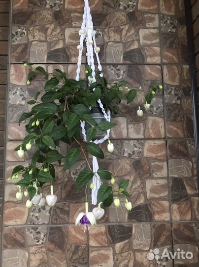 Кашпо для цветов макраме