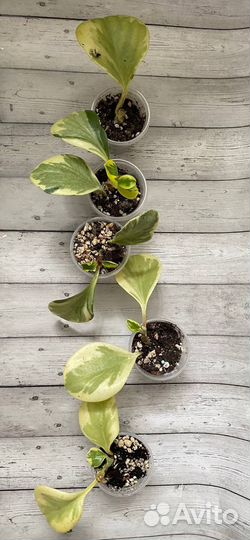 Пеперомии сортовые