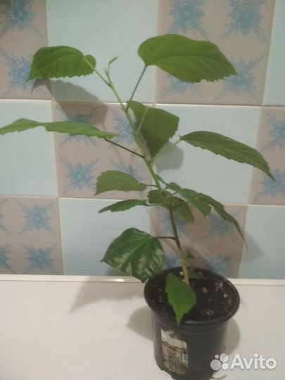 Гибискус (китайская роза)