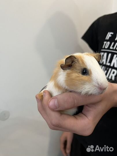 Морские свинки