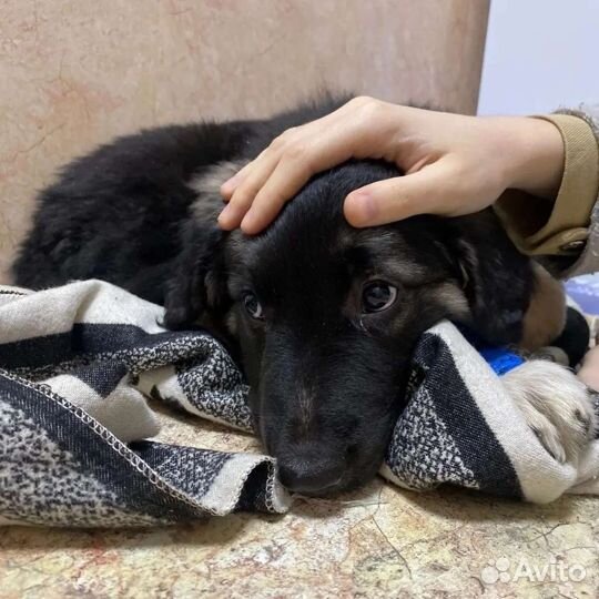 Щеночек в добрые руки