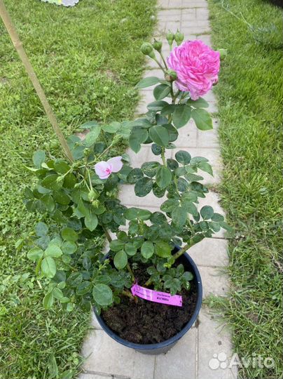 Плетистая роза Жасмина (Jasmina)