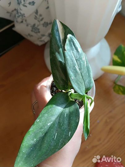 Комнатные цветы