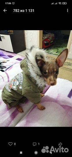 Зимний комбинезон для маленьких собак