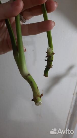 Сингониум австралия