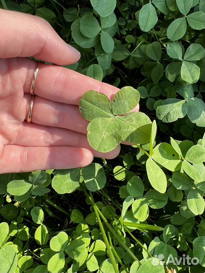 Клевер четырехлистный