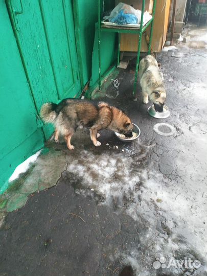 Собака в добрые руки
