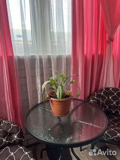 Цветок Любви