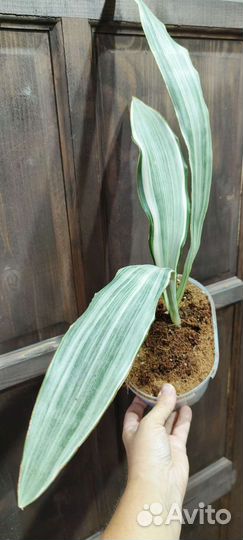 Сансевиерия